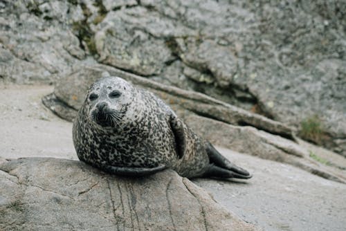 Foca Cinza Descansando Em Costa Rochosa