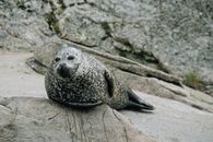 Gray seal resting on rocky shore