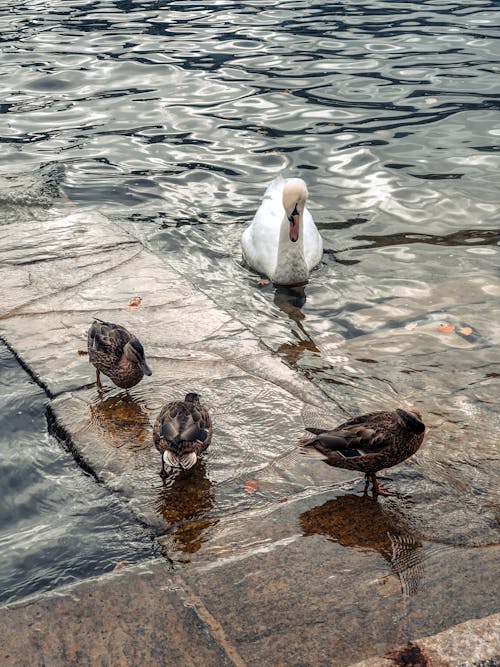 Ducks and swan swimming near embankment in river
