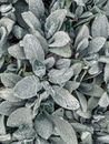 Stachys byzantina plant growing in garden in daytime
