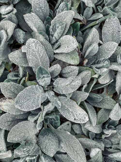 Free From above of green leaves of Stachys byzantina plant growing in nature in daylight Stock Photo