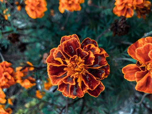 From above of blooming aromatic marigolds with orange petals growing in garden in daytime