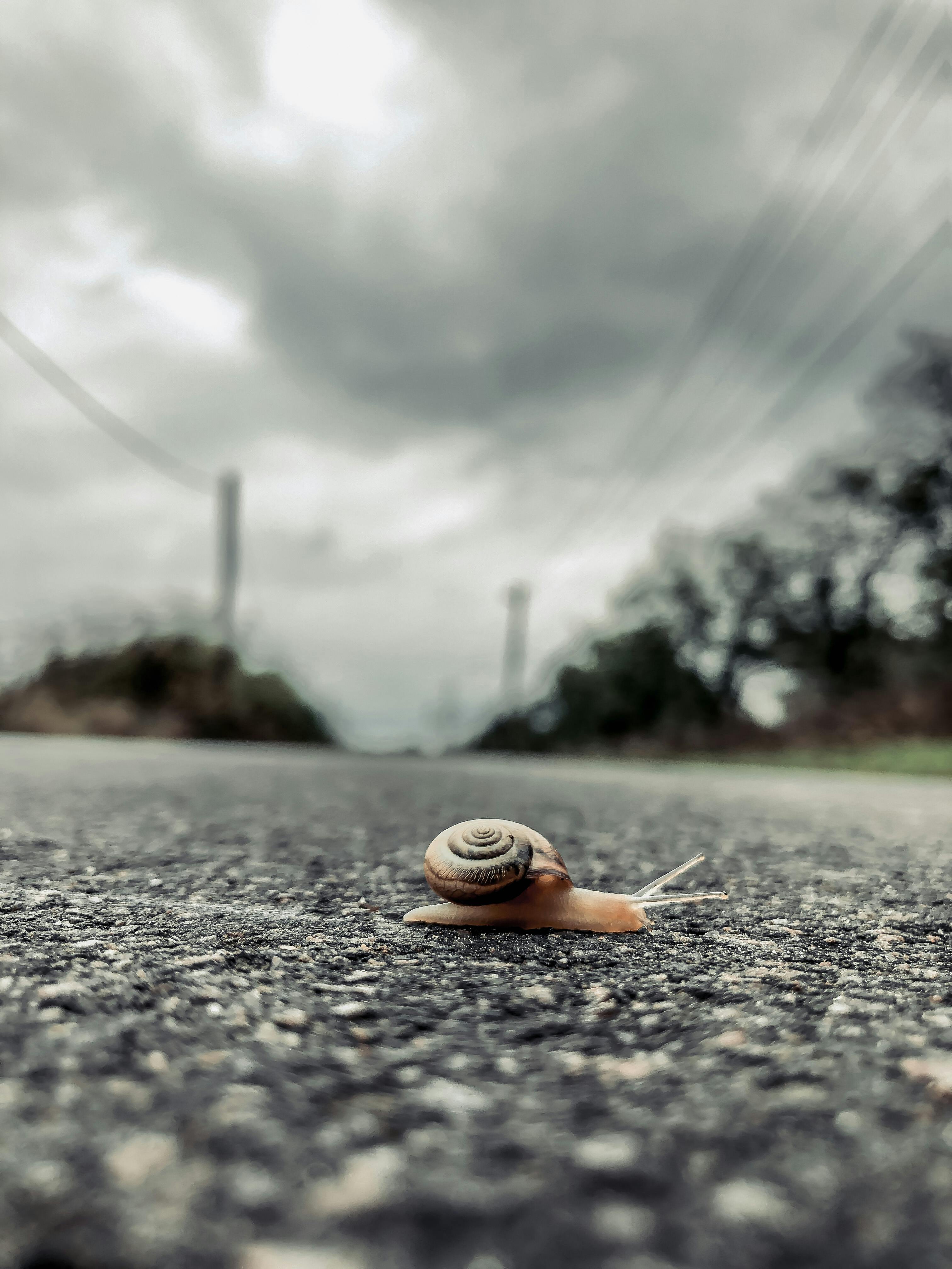 A solitary snail crawls across a rural road under overcast skies, depicting tranquil nature.