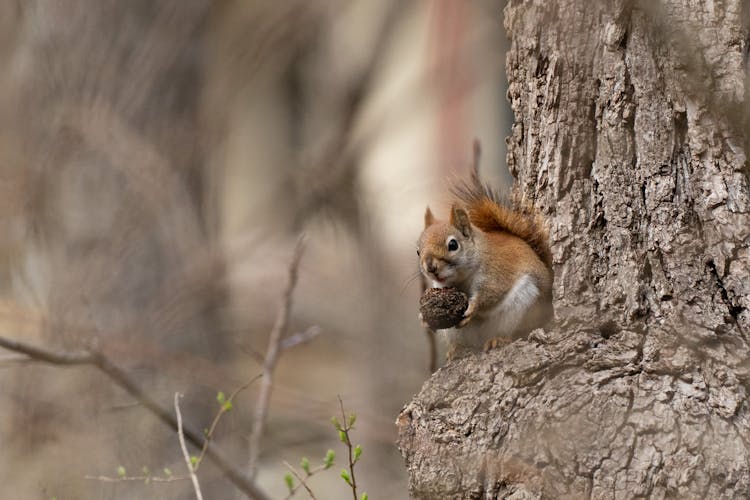 Red Squirrel Sitting On Tree