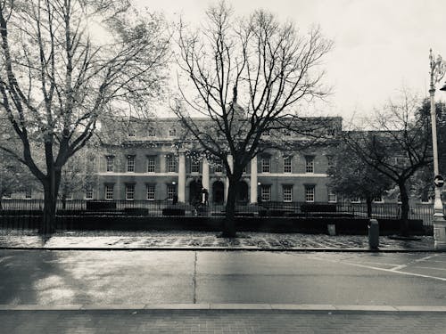 Grayscale Photo of Bare Trees Near Building