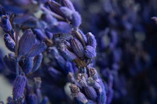 Free Lavender in Close Up Stock Photo