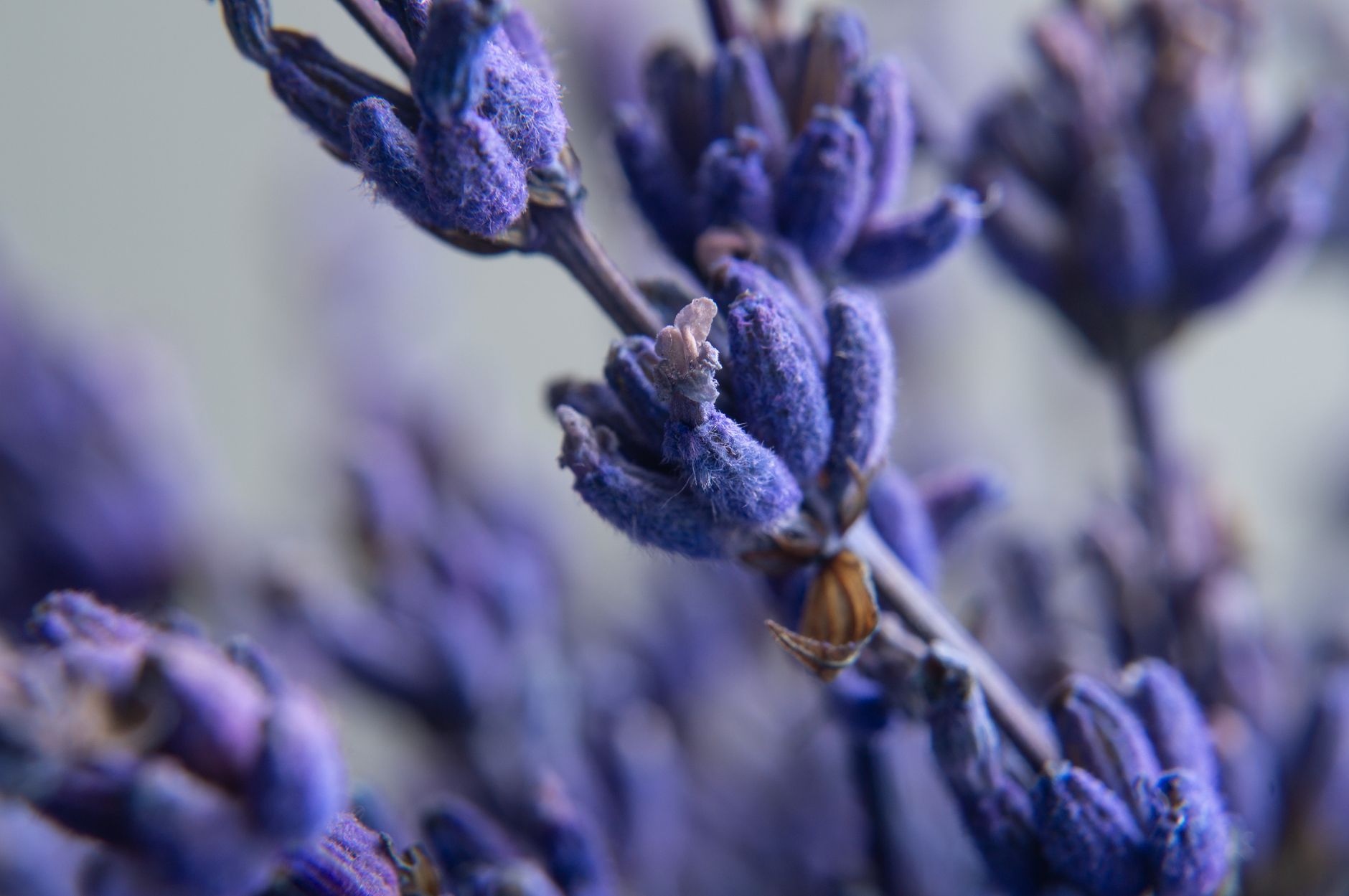 Fleurs de lavande violettes pour huile essentielle naturelle