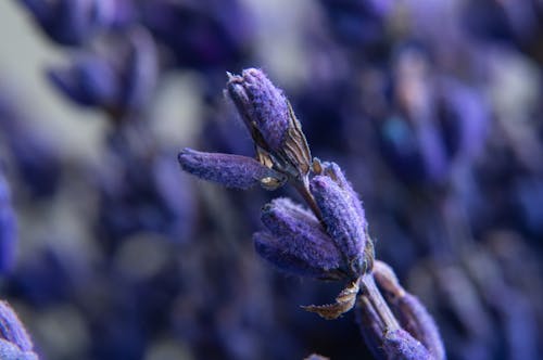 Foto d'estoc gratuïta de espígol, flor, natura