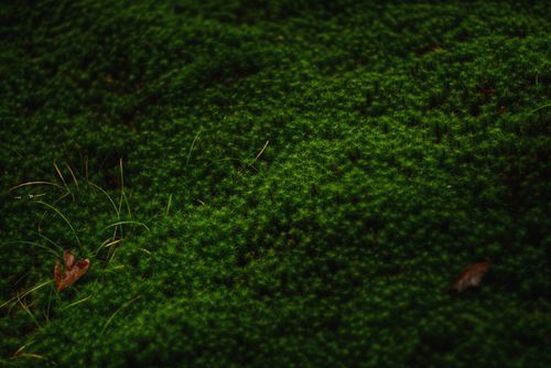 Free Detailed close-up of vibrant green moss with sparse grass blades, showcasing natural growth. Stock Photo