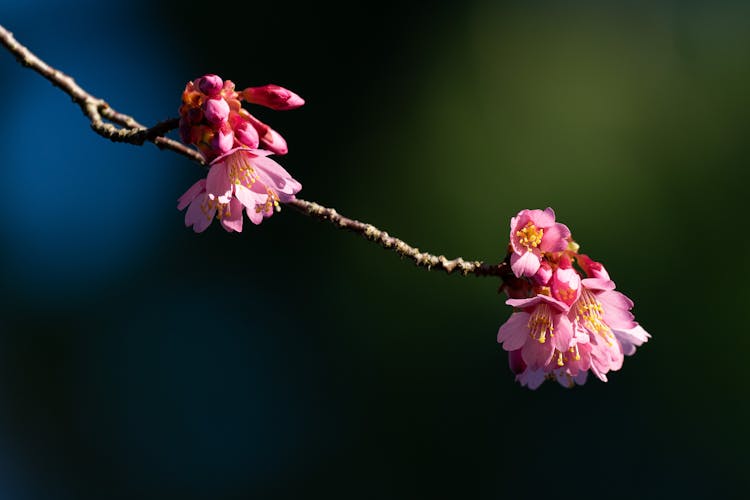 Cherry Blossoms In Close Up