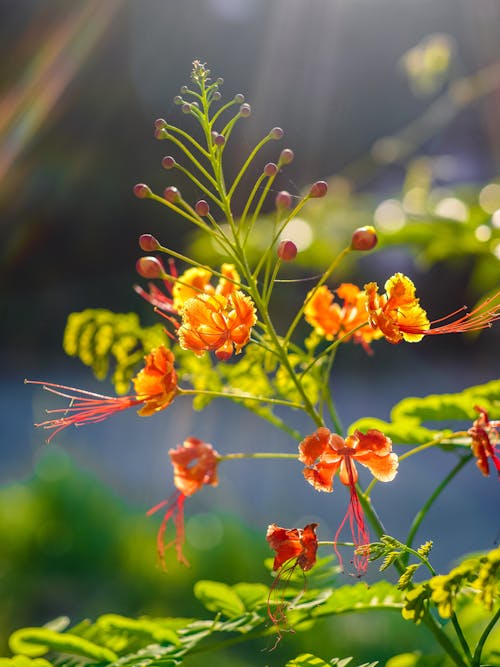 Free Close-Up Photo of Orange Flowers Stock Photo