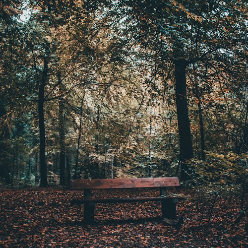 Fotobanka s bezplatnými fotkami na tému krásna príroda, les, oblak lesa