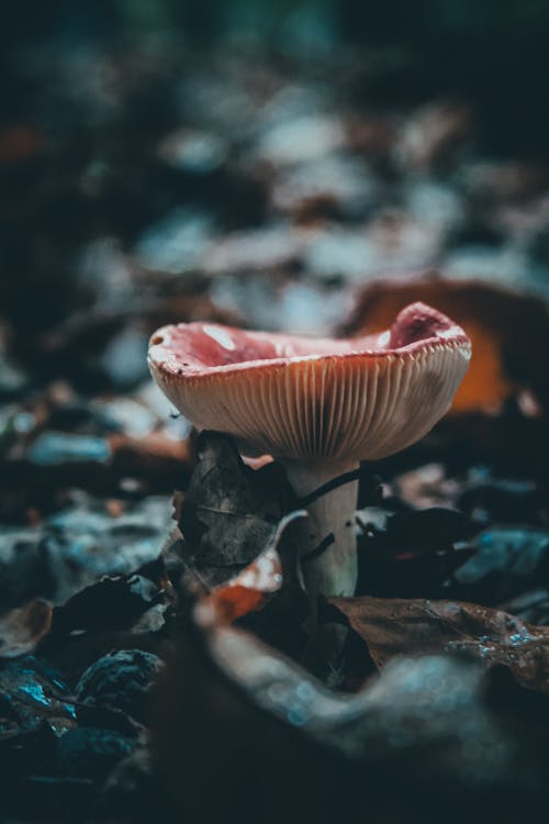 Free Close-Up Photo of Mushroom Stock Photo