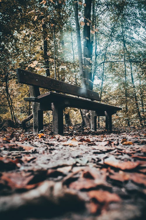 Fotobanka s bezplatnými fotkami na tému krásna príroda, les, oblak lesa