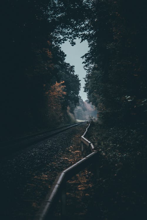A Railway in the Middle of the Forest