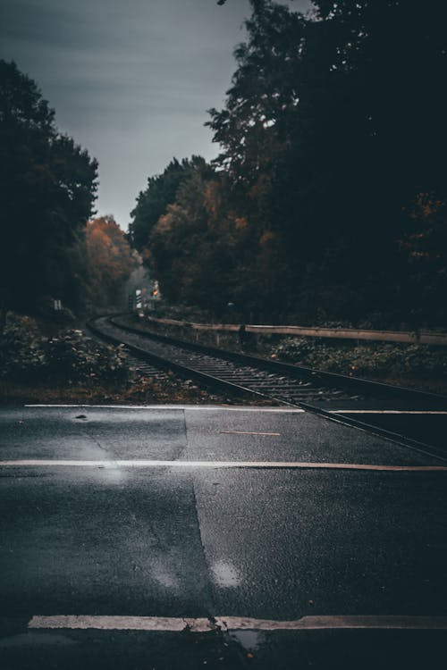 A Railroad in the Middle of the Forest