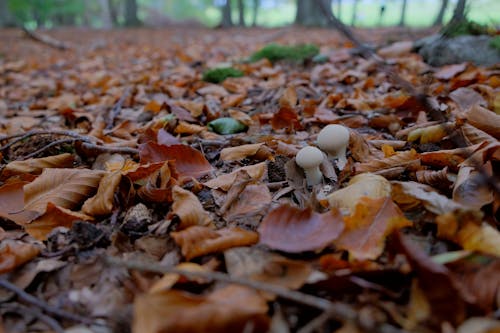 Free stock photo of autumn mood forest, forest, forest mushroom Stock Photo