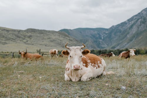 Sapi Putih Dan Coklat Di Lapangan Rumput Hijau