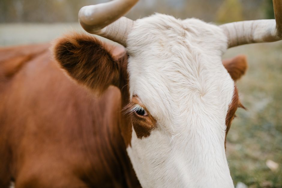 Detailed close-up view of a brown cow's face focusing on its horns and eye.