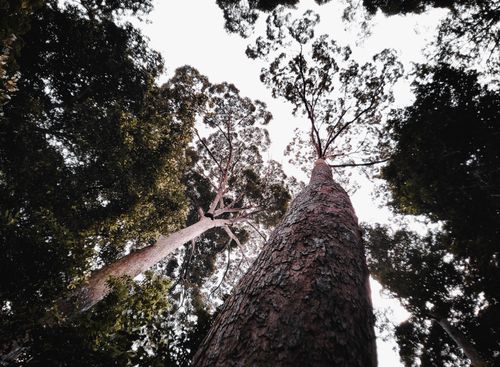 Free A captivating upward view of towering trees emphasizing height and natural beauty. Stock Photo