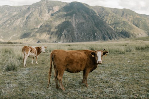 免費 棕色和白色的牛，在綠色的草地上 圖庫相片