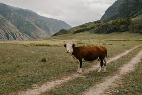 Vache Brune Et Blanche Sur Champ D'herbe Verte