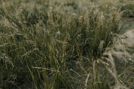 Serene view of tall grass in a lush green field, ideal for nature projects.