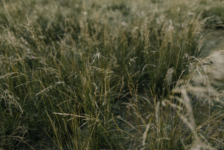 Serene view of tall grass in a lush green field, ideal for nature projects.