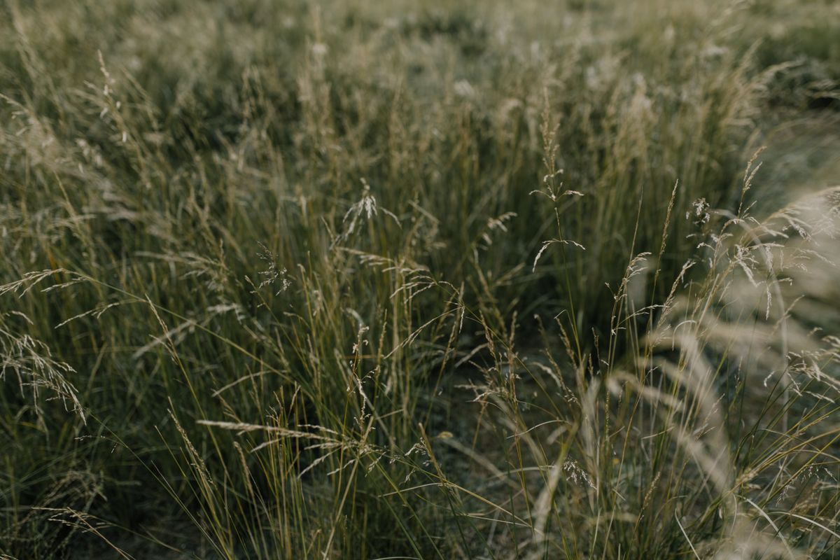 Tall green forage grass growing in a cultivated field