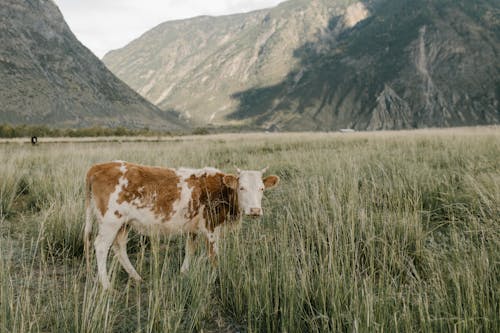 Vache Blanche Et Brune Sur Champ D'herbe Verte