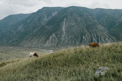 白色和棕色母牛在山附近的綠草田