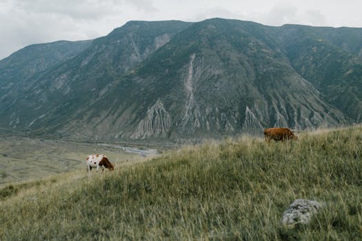 Scenic countryside view of cows grazing on a grassy hillside with mountains in the background.