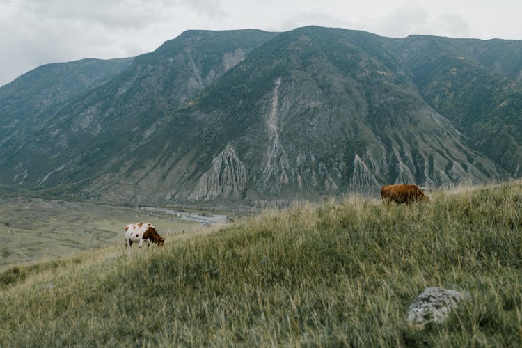 Cows On Grass Near The Mountains