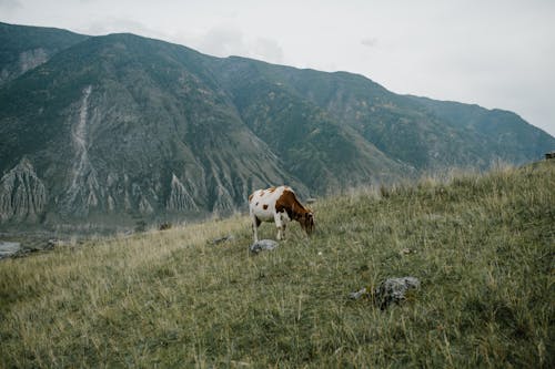 Cow on a Pasture in Mountains 
