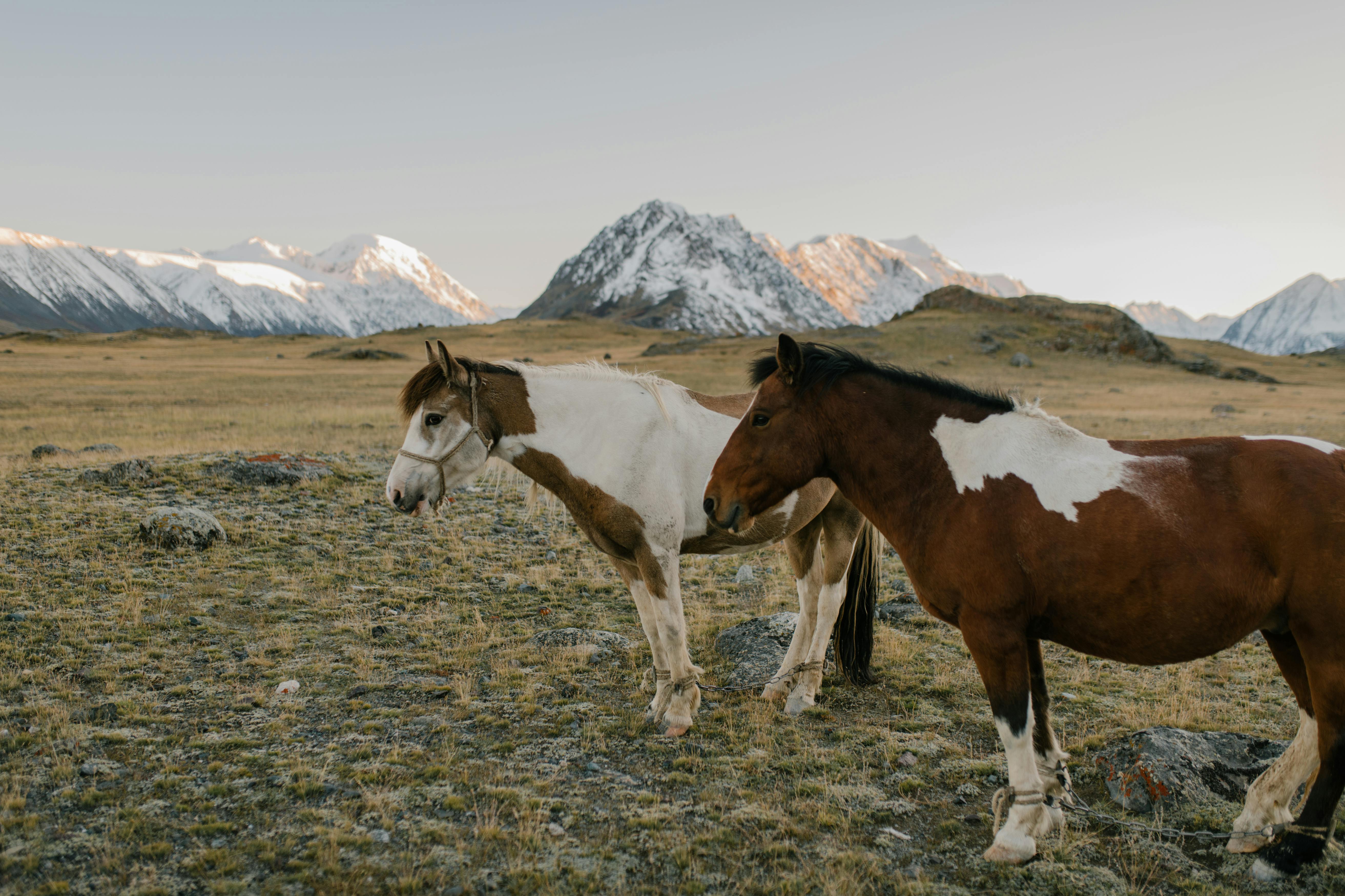 Randonnée à cheval en montagne