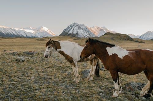 棕色和白色的马，在绿色的草地上