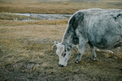 茶色の芝生のフィールドに白と灰色の牛