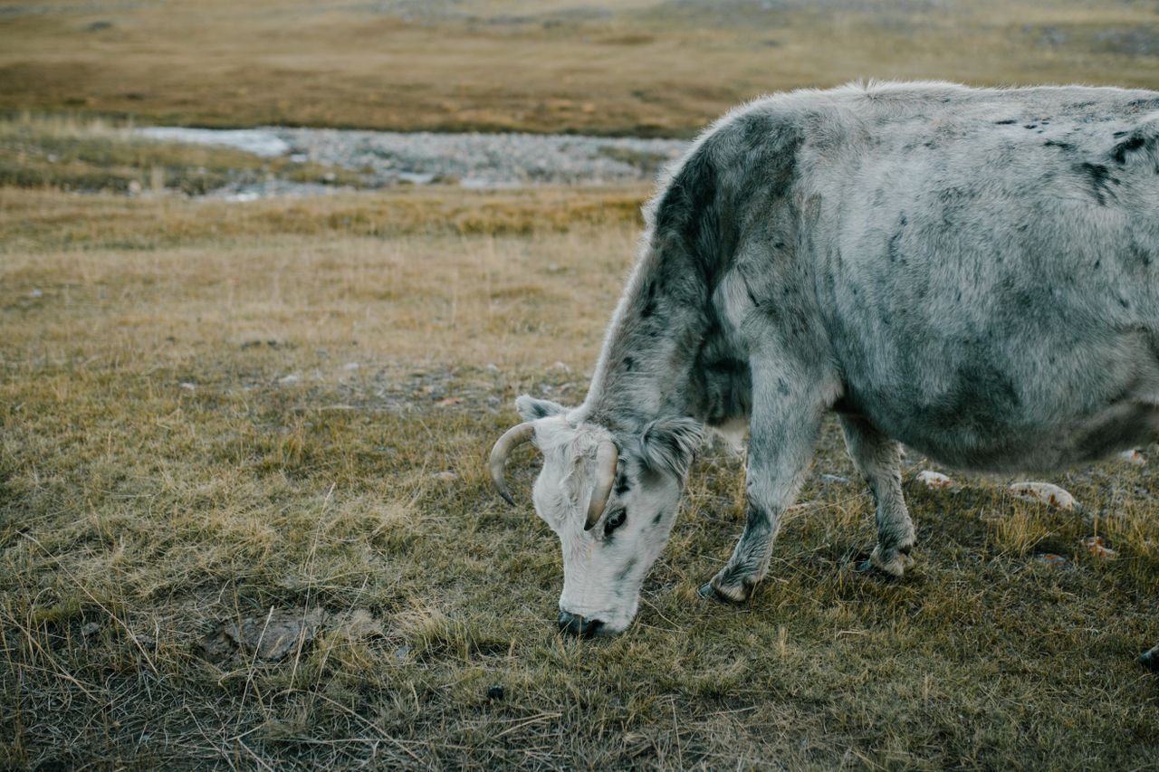serene image of a grey cow grazing on a grassy field highlighting rura
