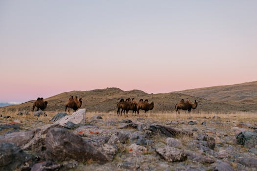 Herd of camels in a rocky desert landscape under a pastel sunset sky.