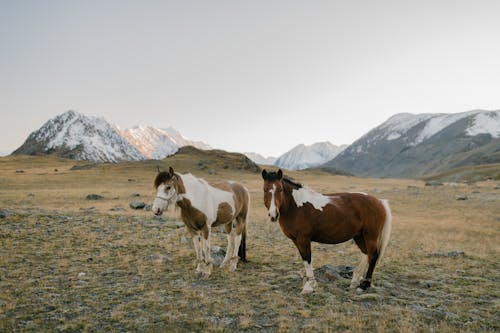 Brown and White Horses on Green Grass Field