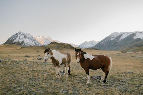 Caballo Marrón Y Blanco En Campo De Hierba Verde