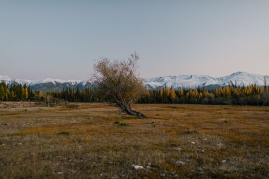 宁静的秋日场景中，一棵孤树与白雪皑皑的山脉构成背景