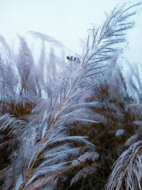 Free Close-up of frost-covered grass feathers at dawn, creating a serene winter scene. Stock Photo