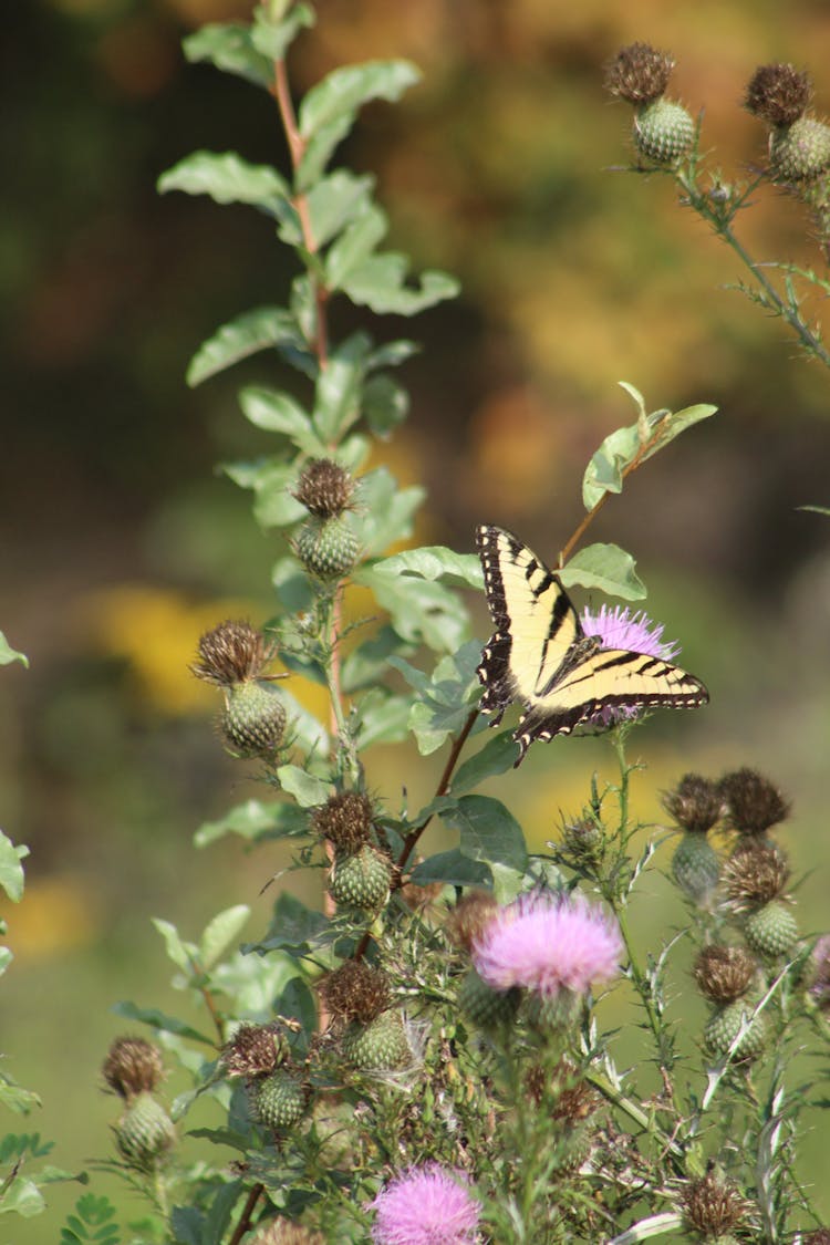 Butterfly Sitting On Flower