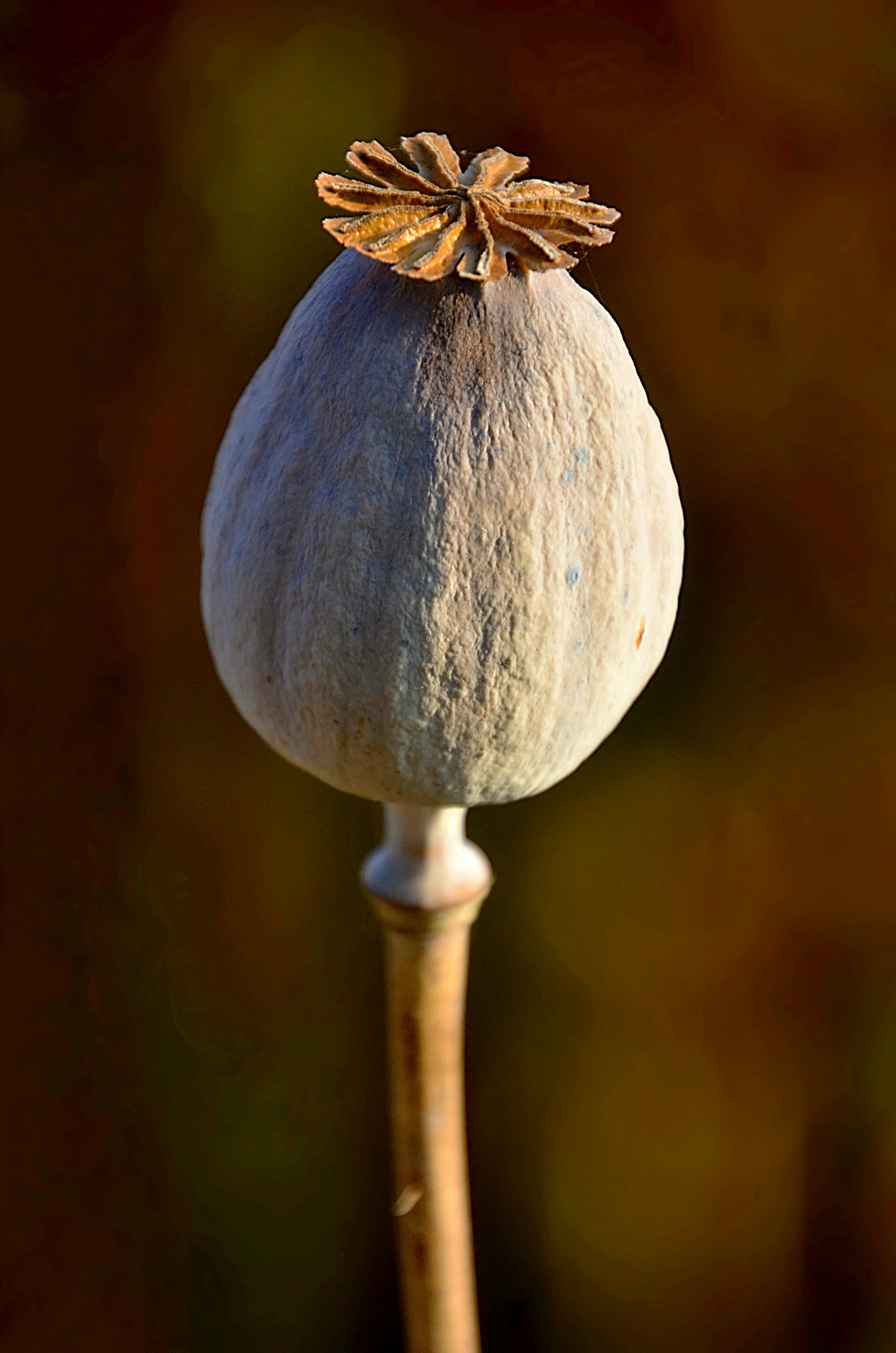 close up of dried poppy seed head