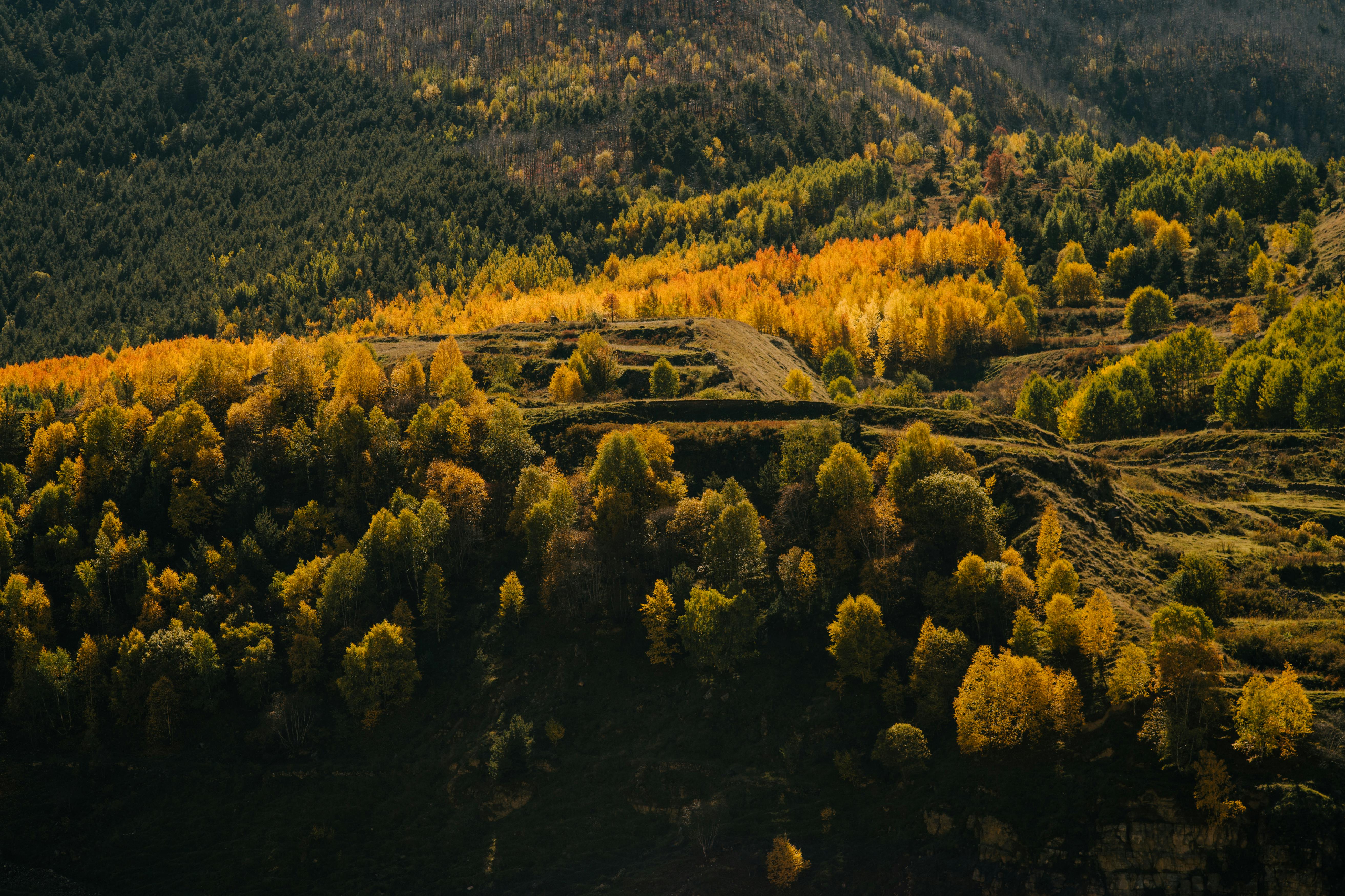 郁郁葱葱的森林景观中，迷人的鸟瞰图展现出生动的秋日色彩