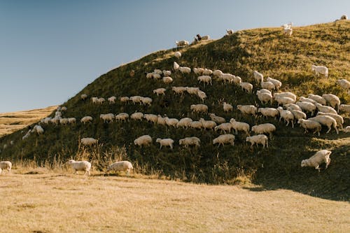 Kudde Schapen Op Groen Grasveld