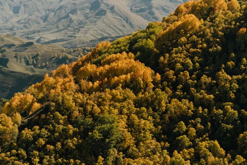 Deep Forest on Hill