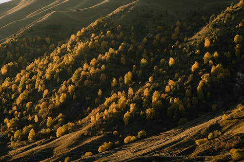 Základová fotografie zdarma na téma kopec, les, příroda