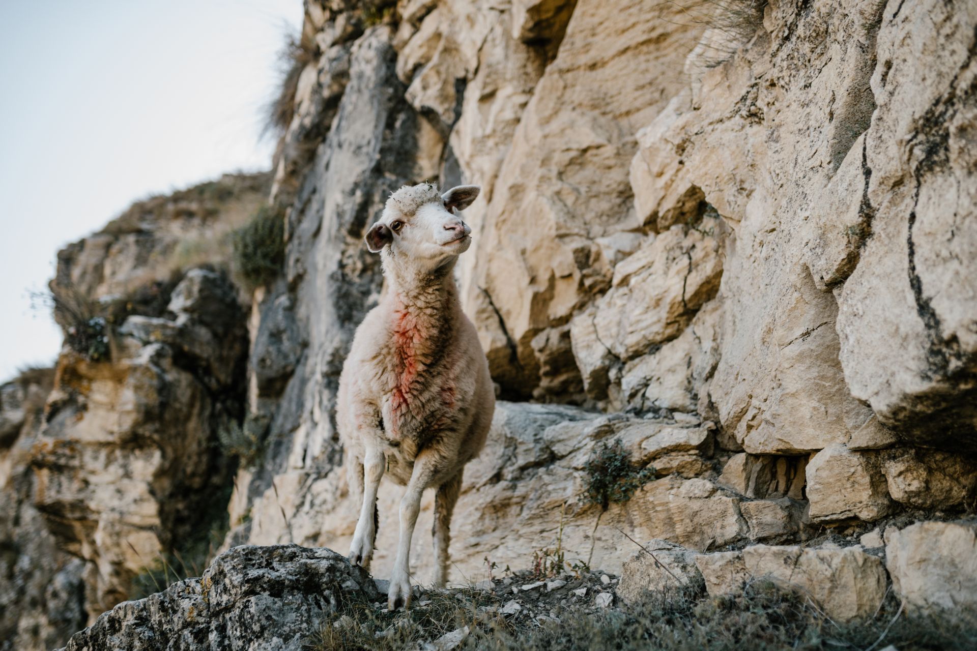 Merino Sheep on Rock Mountain